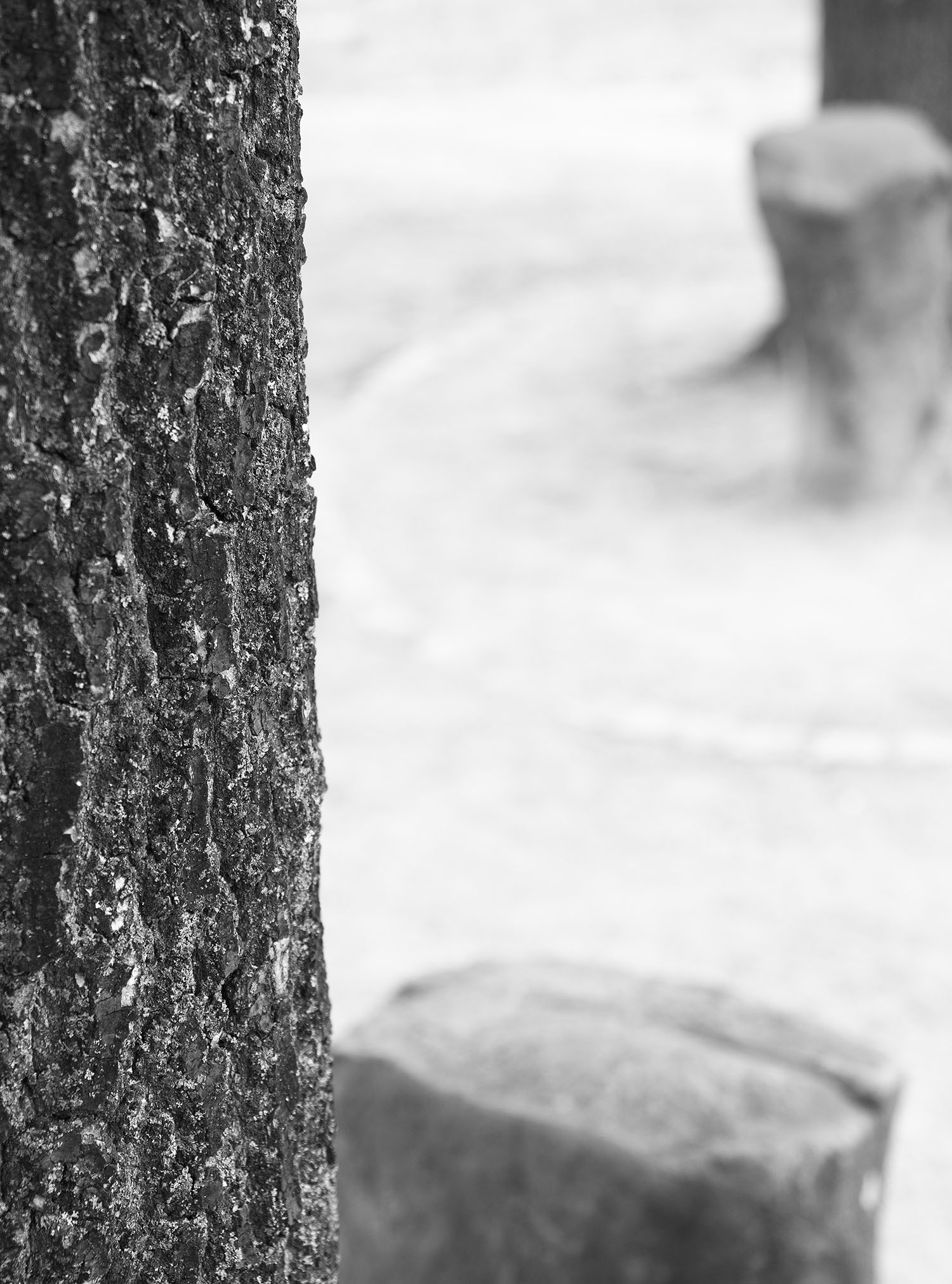 Fridercianum_0001_7000_Eiche__kl_P8160090