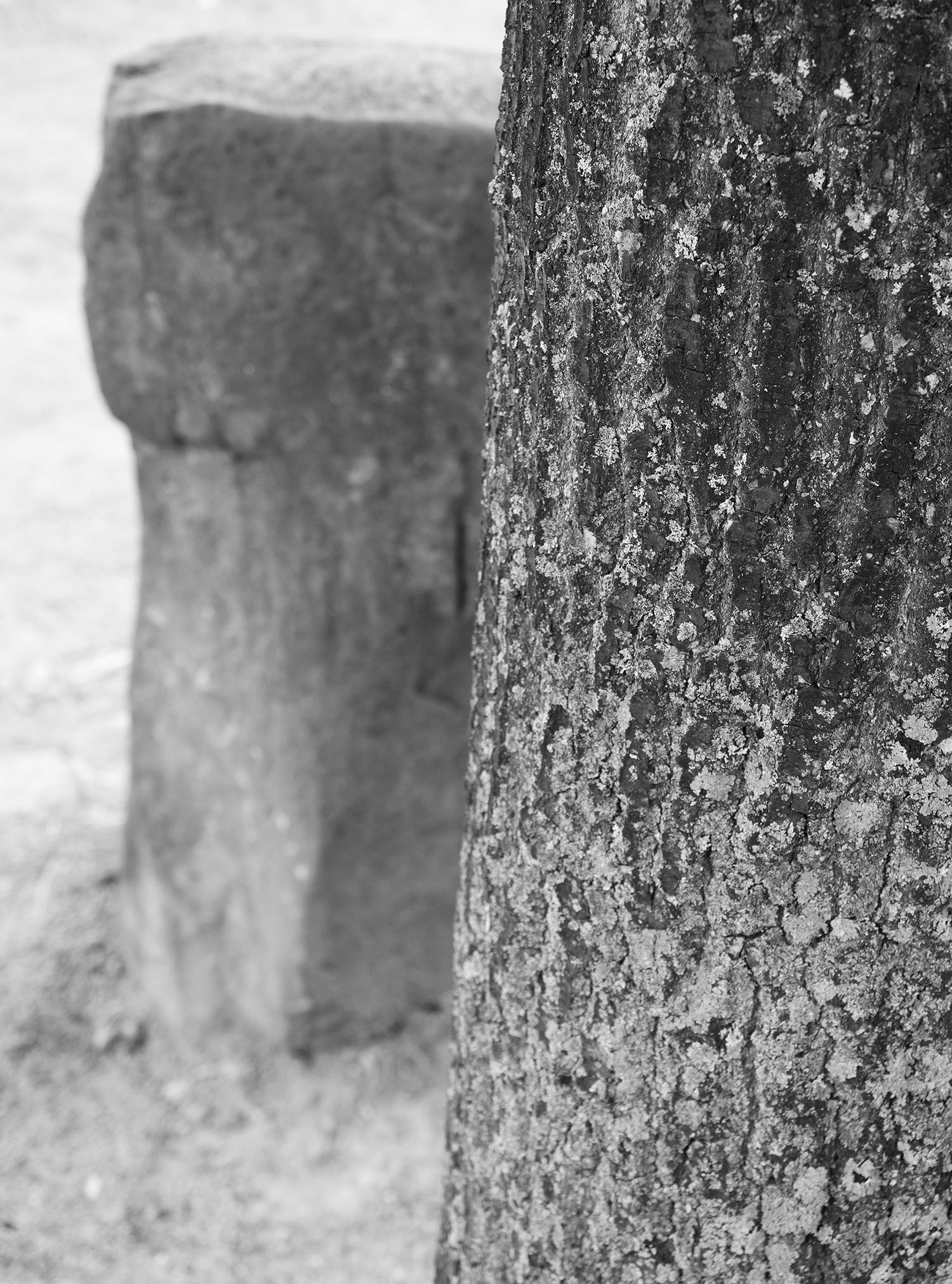 Fridercianum_0001_7000_Eiche_kl_P8160092