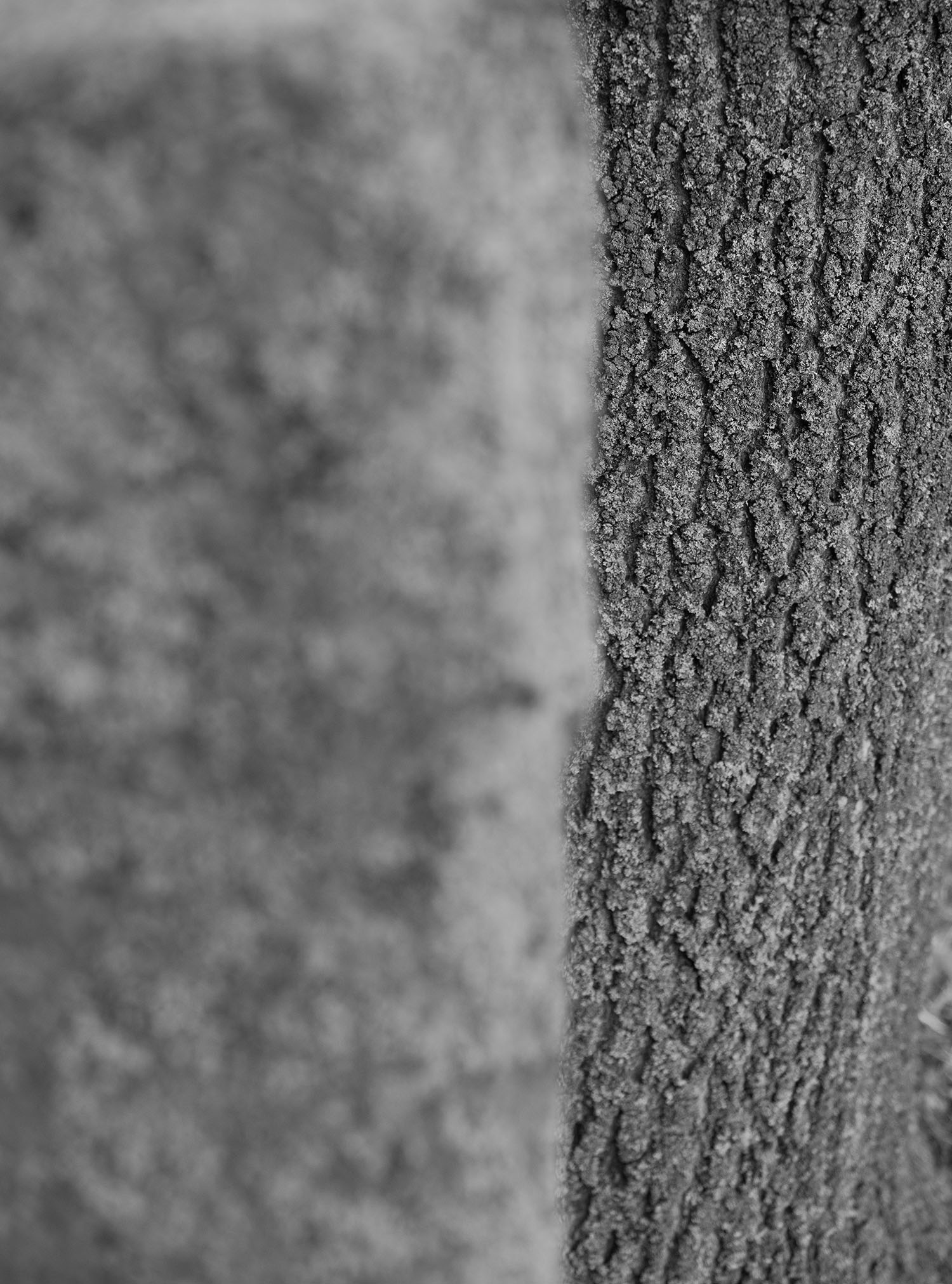 Ochshäuserstraße_Linden_kl_P8170162